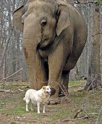 picture of elephant and a dog